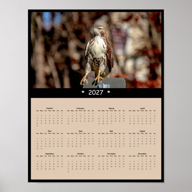 Poster Calendário de Parede do Falcão-de-cauda-vermelha 2 (Frente)