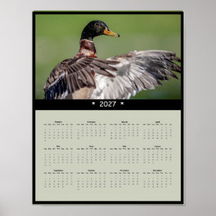 Poster Calendário de Parede do Pato-real 2027 - Vida Selv