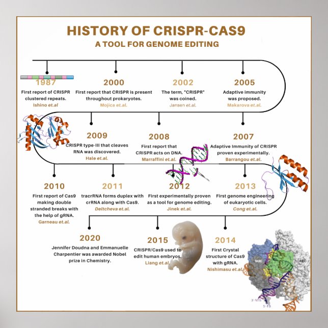 Poster Calendário do Histórico do CRISPR (Frente)