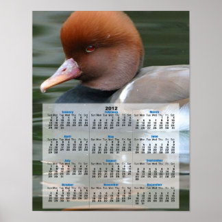 Póster Calendário do pato selvagem 2013