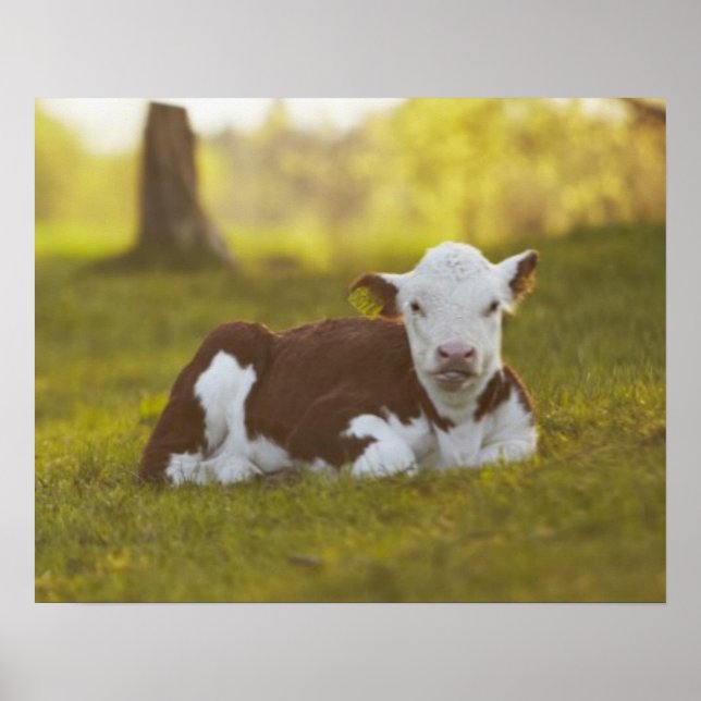 Póster Calf Resting (Frente)