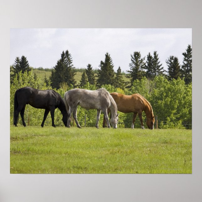 Poster Calgary, Alberta, Canadá (Frente)