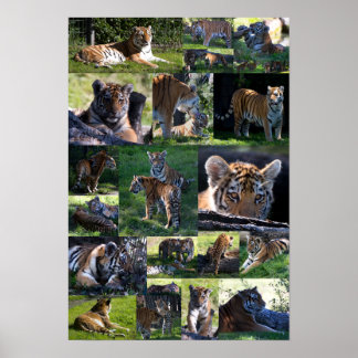 Póster Calgary Zoo Tiger com Cubs