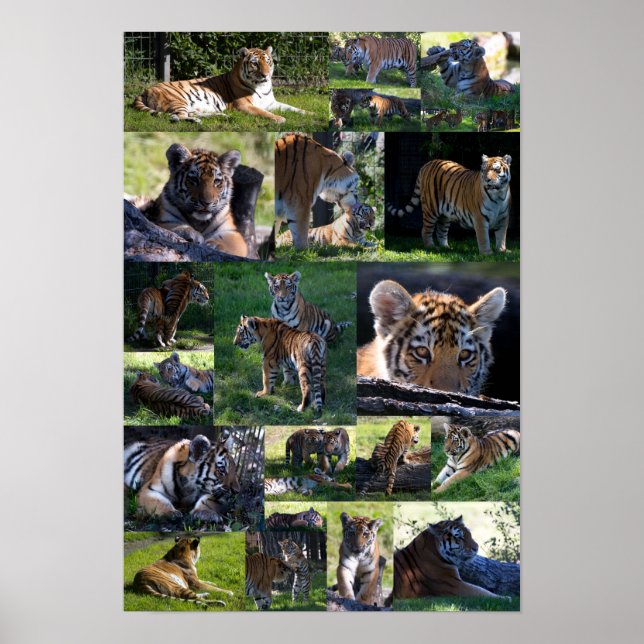 Póster Calgary Zoo Tiger com Cubs (Frente)