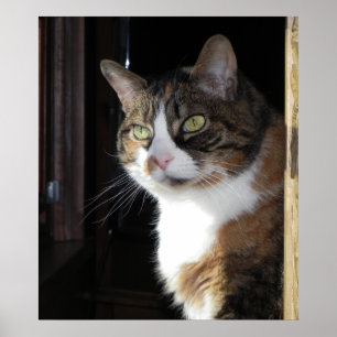 Poster Calico Cat