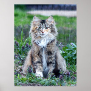Poster Calico Cat
