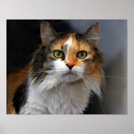 Poster Calico Cat de Cabelo Longo