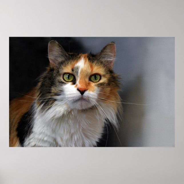 Poster Calico Cat de Cabelo Longo (Frente)