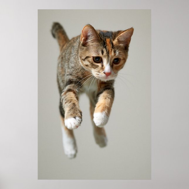 Póster Calico Cat Jumping (Frente)