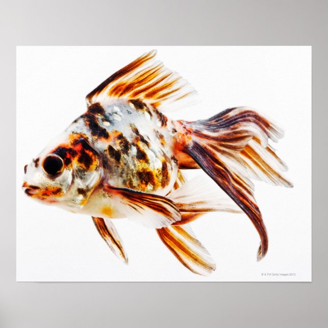Poster Calico Fantail (Frente)