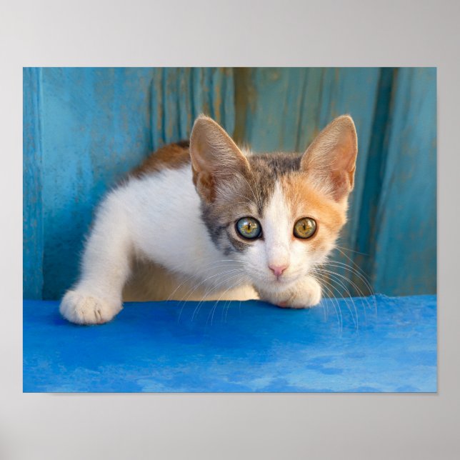 Poster Calico Gato Bonito Gatinho Engraçado Foto Curiosa  (Frente)