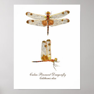 Póster Calico Pennant Dragonfly Art