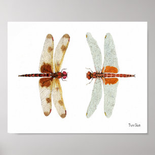 Poster Calico Pennant & Red Saddlebags Dragonflies