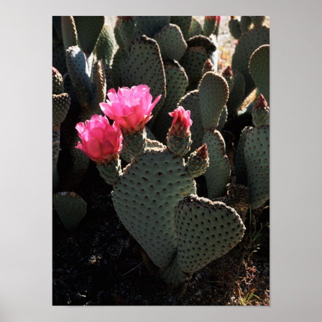 Poster Califórnia, Anza Borrego Desert State Park 1 (Frente)