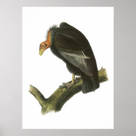 Póster California Condor por Audubon