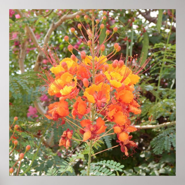 PÓSTER CALIFÓRNIA DESERT FLOWER #1 (Frente)