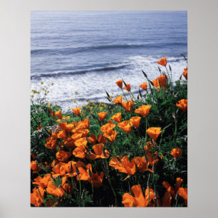 Póster Califórnia, Grande Costa de Sur, California Poppy