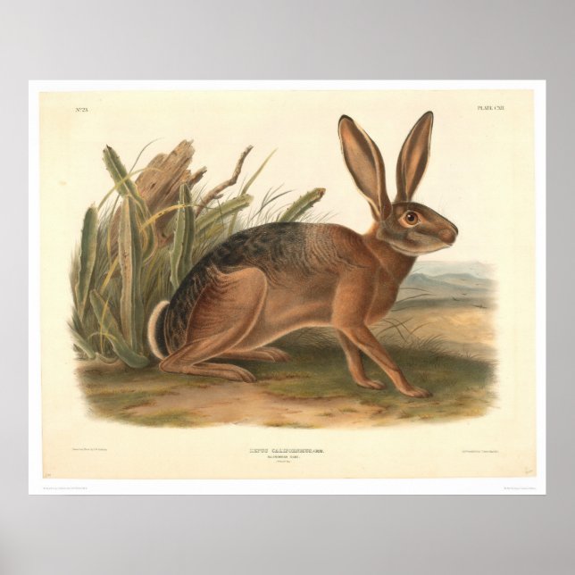Poster California Hare by Audubon (0177A) (Frente)
