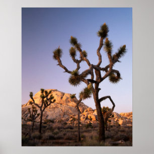 Póster California, Joshua Tree National Park, Joshua