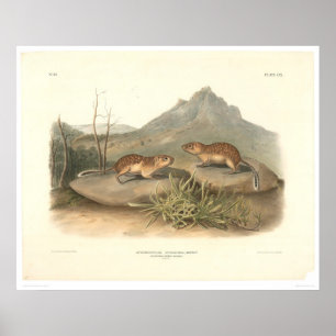 Póster California Marmots by Audubon (0184A)