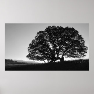 Poster California Oak Tree Sunrise