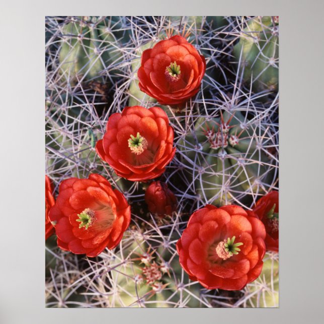 Poster Califórnia, Parque Nacional Joshua Tree, Claret (Frente)
