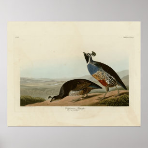 Poster California Partridge - Pássaros da América de Audu