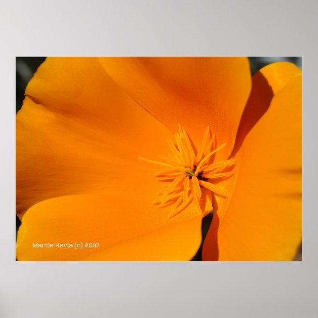 Póster California Poppy (Frente)