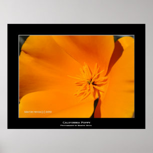 Póster "California Poppy"