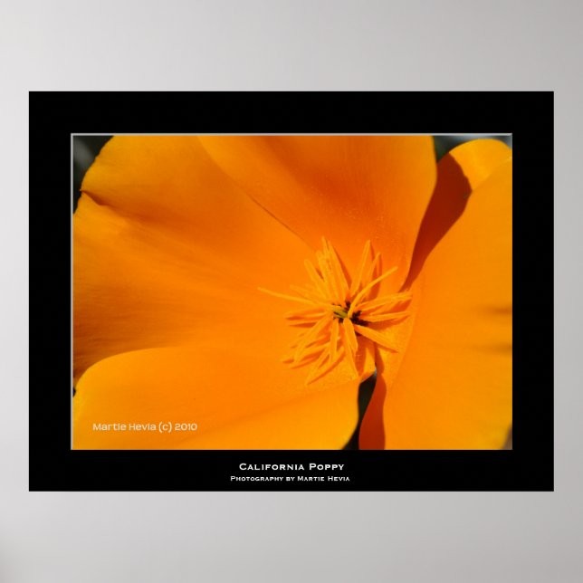 Póster "California Poppy" (Frente)