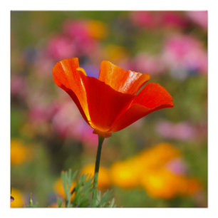 Póster California Poppy
