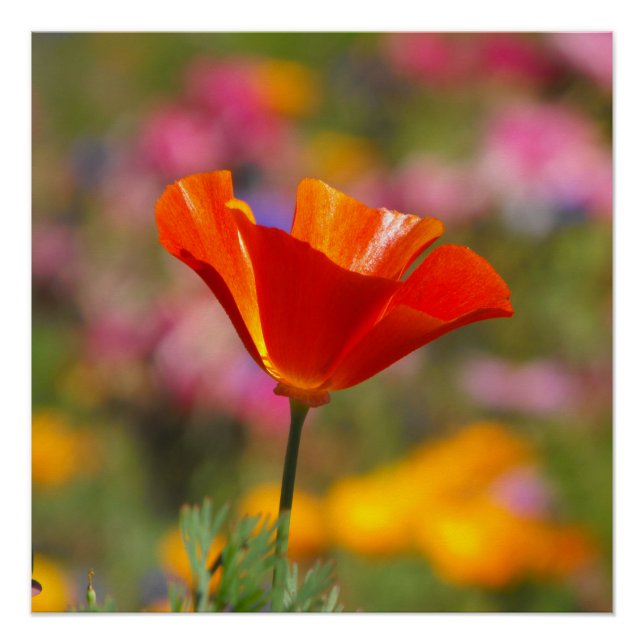 Póster California Poppy (Frente)