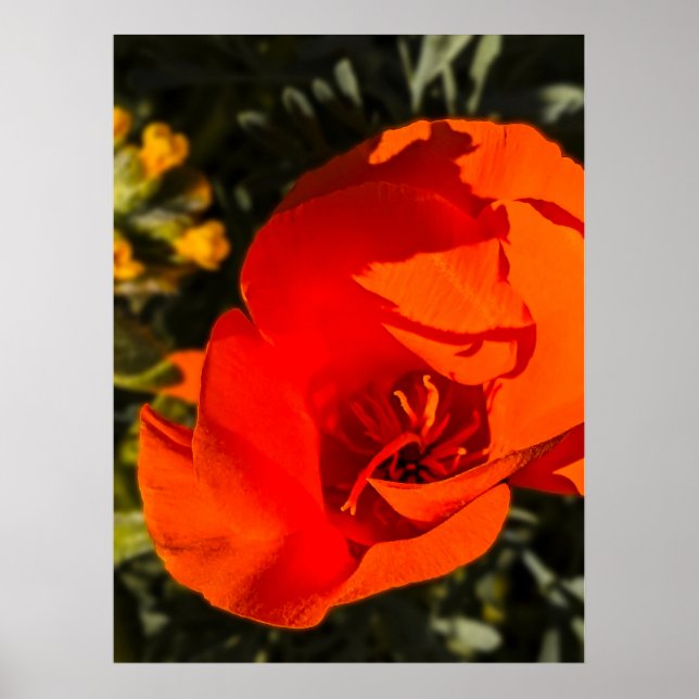 Poster California Poppy - California Poppy 1 (Frente)