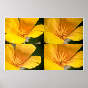 Poster California Poppy Collage