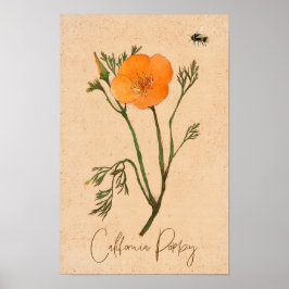 Poster California Poppy Orange Botanical Wildflower