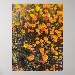 Poster California Poppy Wildflower Meadow