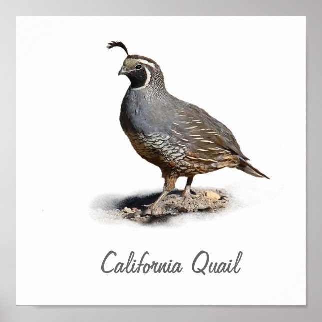 PÓSTER CALIFORNIA QUAIL (Frente)