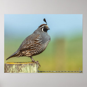 Poster California Quail
