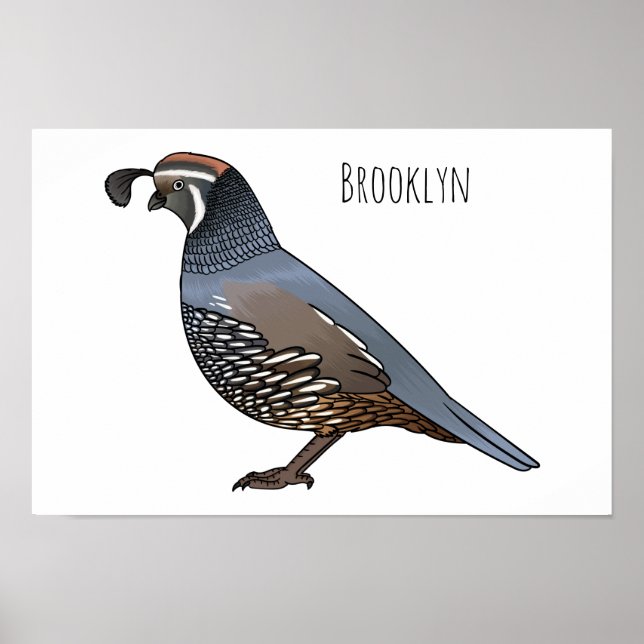Poster California quail bird cartoon illustration  (Frente)