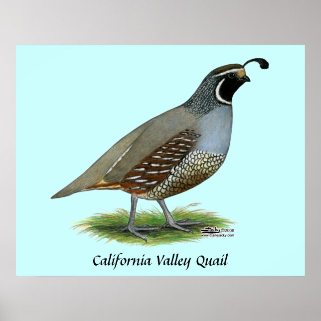 Poster California Valley Quail (Frente)