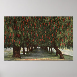 Póster CaliforniaGroves de árvores de pimenta