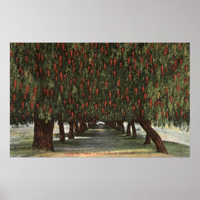 Póster CaliforniaGroves de Pepper Trees (Frente)