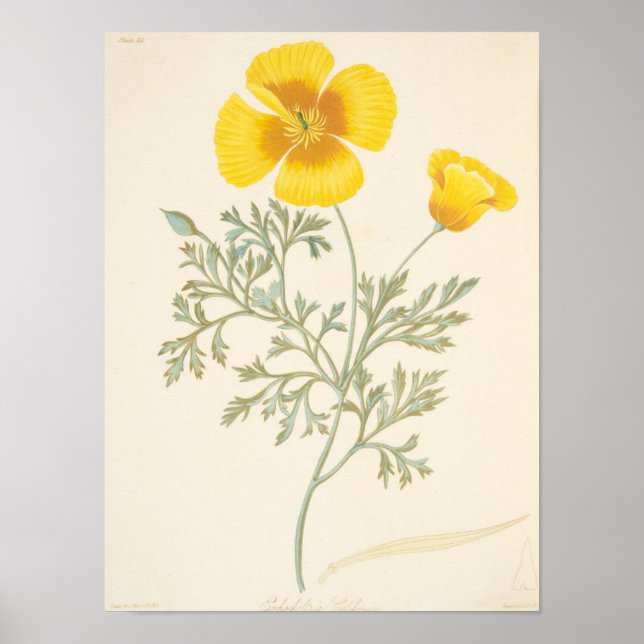 Póster californiano Eschscholtzia (Frente)