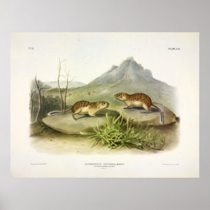 Poster californiano Marmot-Squirrel, mexicano Ground Squr