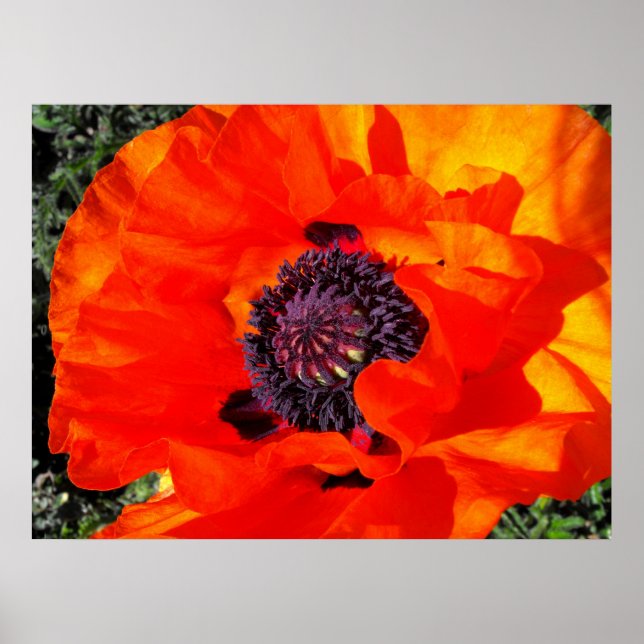 Póster californiano Poppy (Frente)