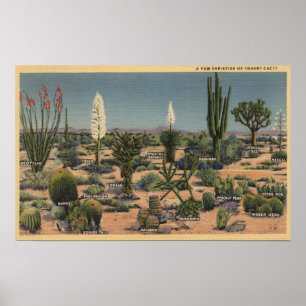 Poster CaliforniaVarieties de cactos do deserto