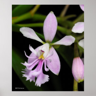 Poster Caligarium do Epidendrum