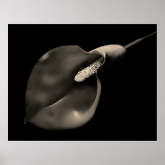 Poster Calla