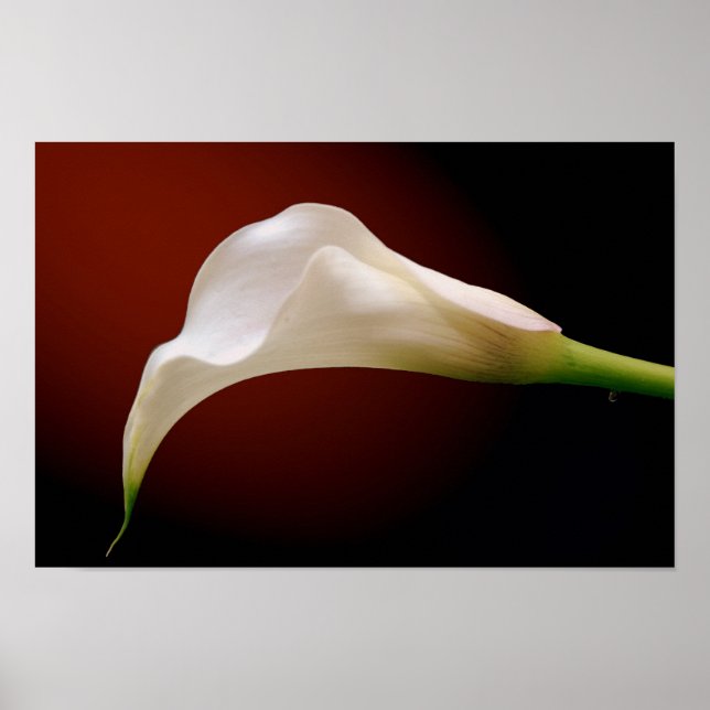 Póster calla (Frente)