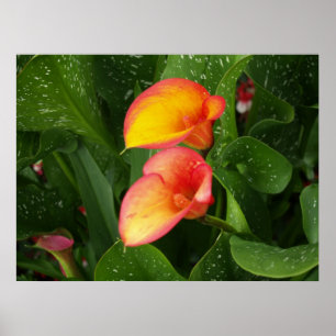 Póster Calla. da chama